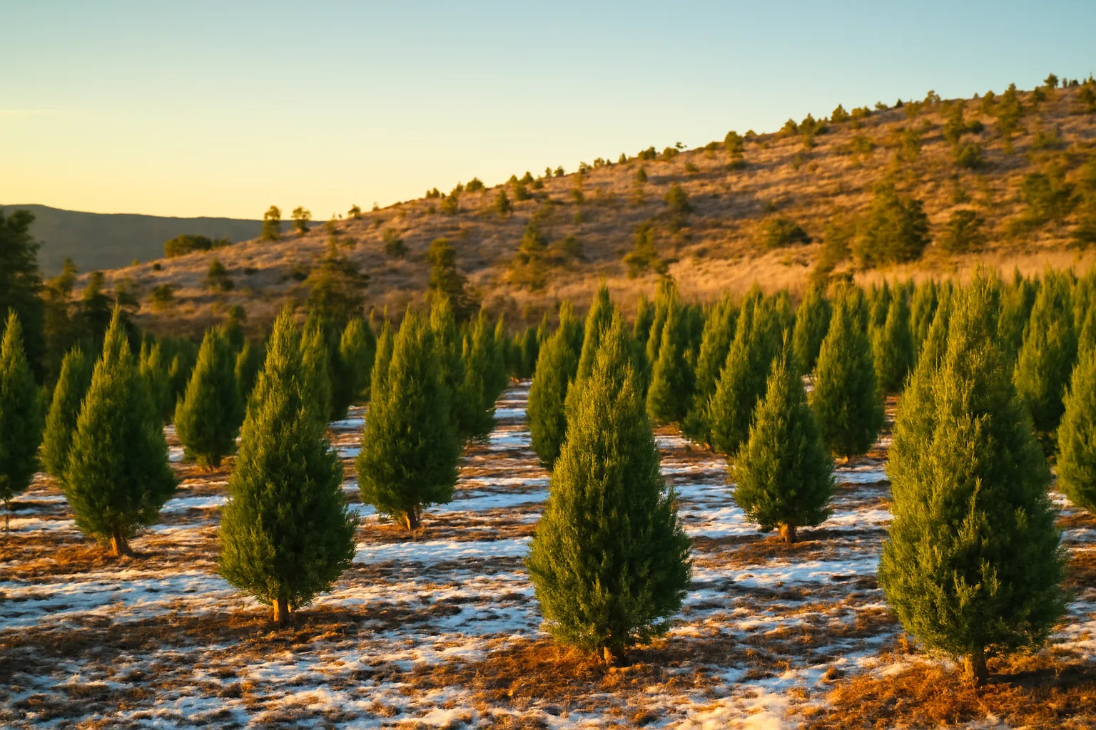 Young cypress trees in rows on a snowy northern Arizona hillside at golden hour